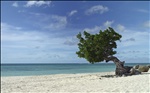 Aruba Divi Tree - Eagle Beach